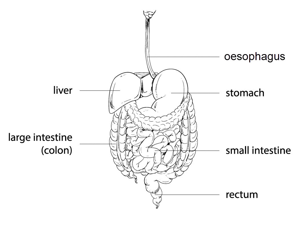 Human digestive system